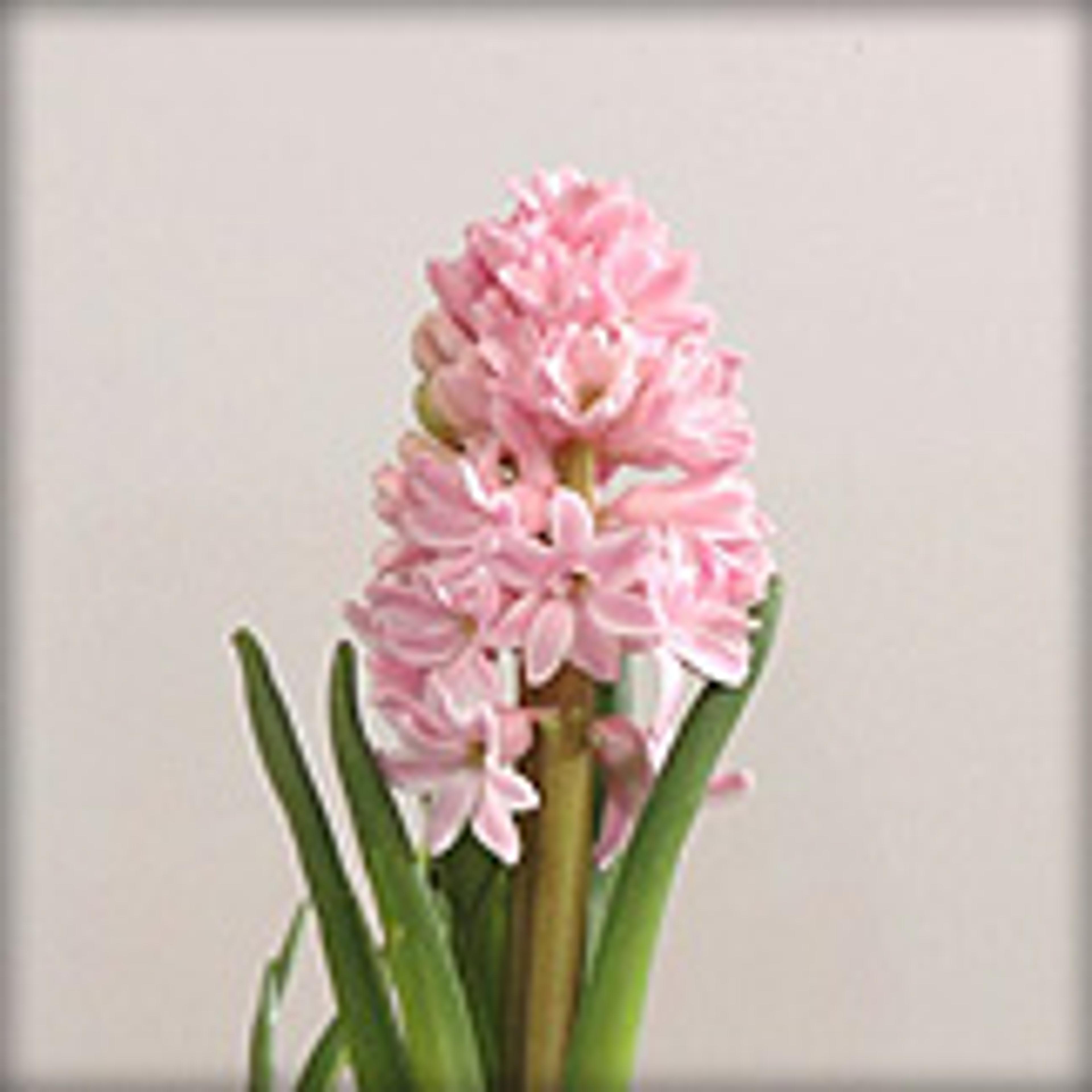 Antisol brun Antisol brun glas