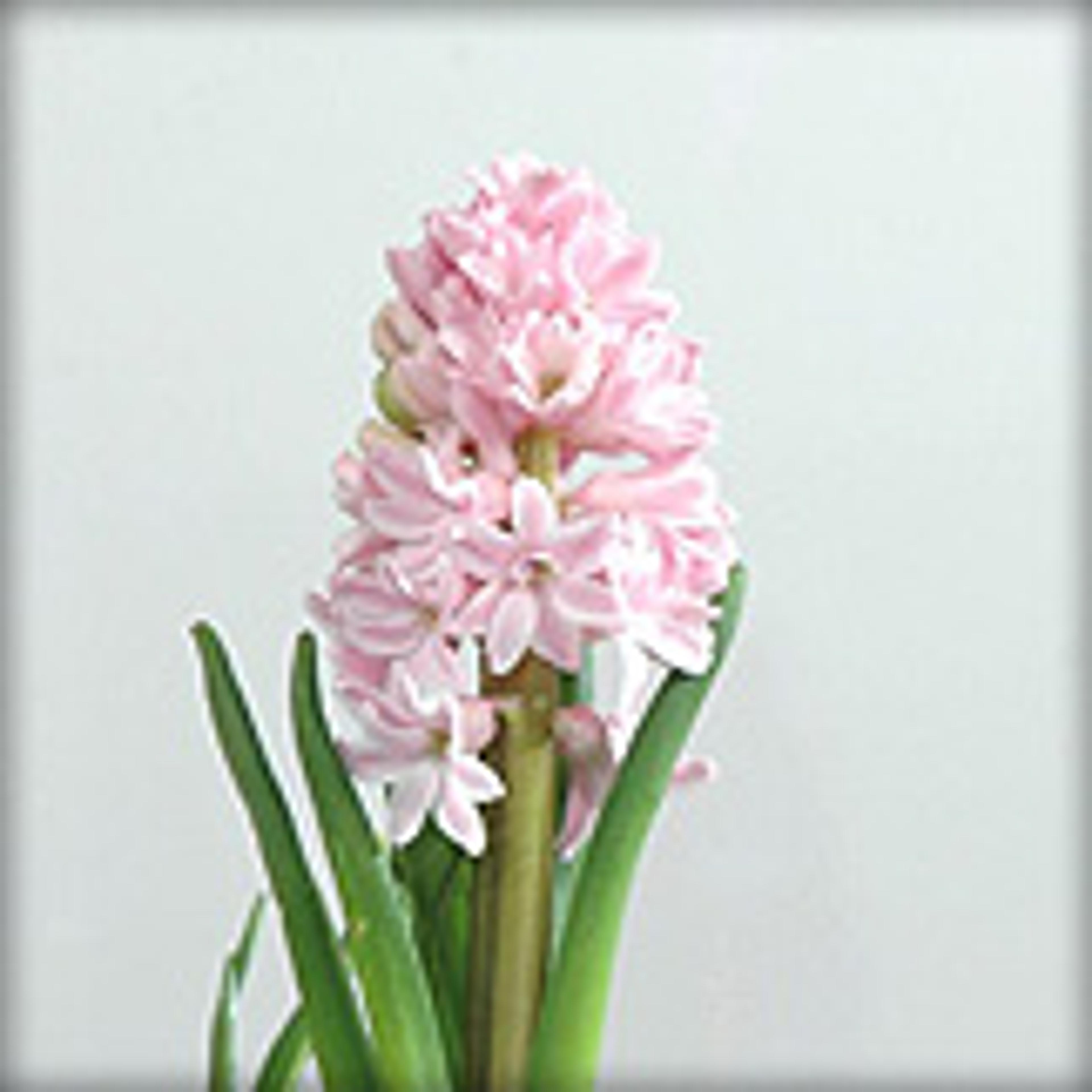 Antisol grön Antisol grön glas