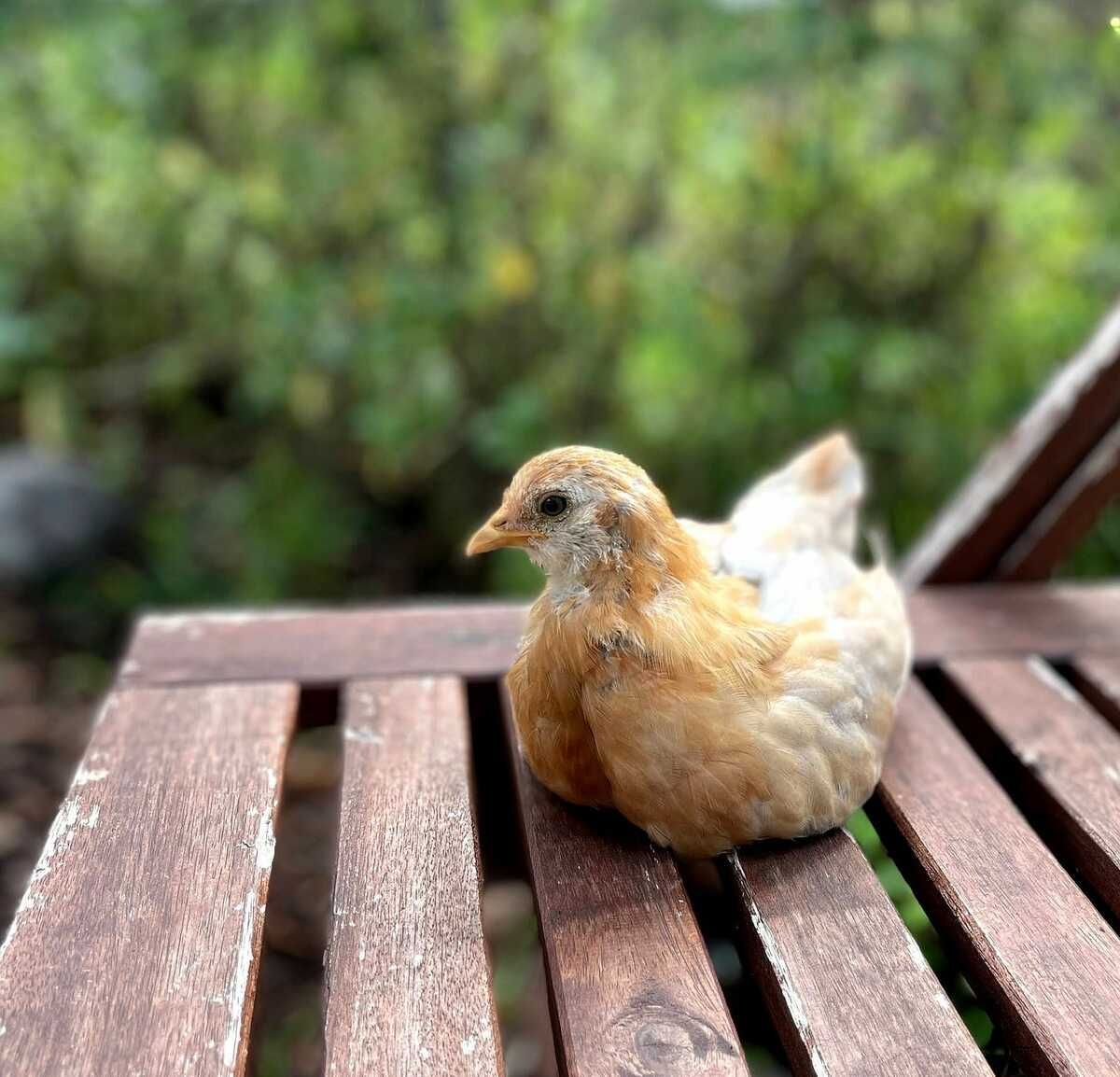Lisa with chickens during the pandemic