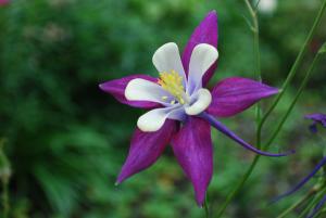 nature-blossom-plant-flower-purple-petal-columbine