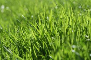nature-grass-plant-field-lawn-meadow