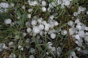 grass-plant-flower-produce-weather-storm-hail