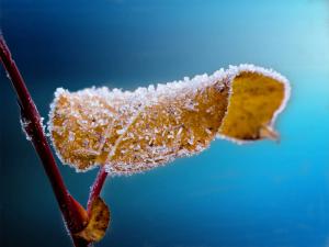nature-forest-branch-winter-plant-frost