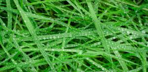 water-grass-growth-plant-lawn-texture