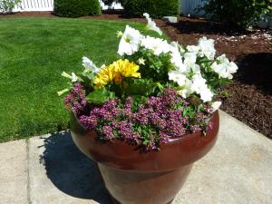 landscape-growth-plant-lawn-flower-home-pots-seasonal-color