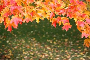 tree-nature-branch-plant-leaf-fall