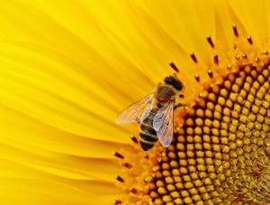 nature-blossom-plant-sun-photography-flower-bees-sunflower-pollinator