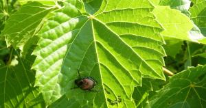 tree-nature-outdoor-branch-plant-fruit-japaneese-beetle