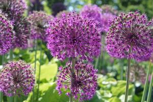 plant-meadow-flower-purple-summer-herb