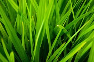 nature-grass-growth-plant-field-lawn