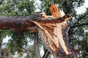 A tree fallen over with a broken and splintered trunk