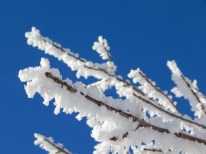 landscape-tree-nature-outdoor-branch-snow