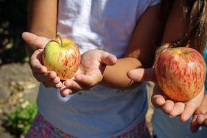 apple-nature-plant-girl-farm-fruit-children