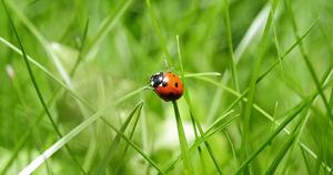 Ladybug on Blade of Grass