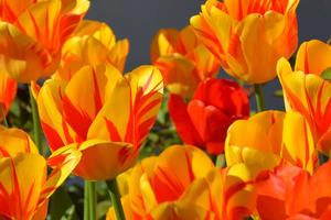 nature-plant-flower-petal-tulip-orange-bulbs