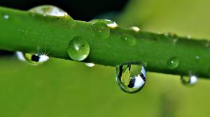 water-nature-grass-branch-drop-dew
