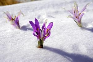 nature-blossom-snow-winter-plant-leaf