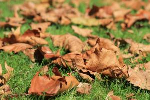 tree-nature-grass-plant-sun-lawn-leaves-fall