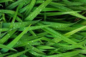 grass-dew-plant-lawn-leaf-flower