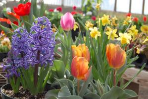 outdoor-blossom-plant-flower-petal-tulip-bulbs