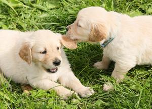 nature-group-play-puppy-dog-pet-grass