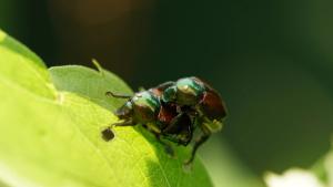 popillia-japonica-beetle-scarab-mating-pest-bug