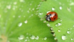nature-grass-drop-dew-photography-leaf-ladybug
