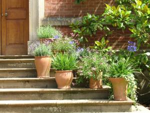 plant-flower-steps-backyard-botany-garden