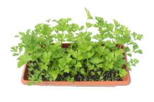 plant-flower-food-green-herb-produce