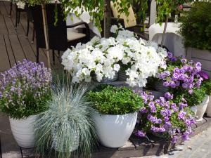 nature-plant-flower-pot-backyard-garden