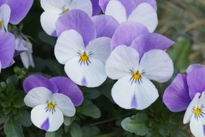 plant-flower-purple-petal-spring-flora-pansies