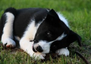 black-and-white-puppy-dog-mammal-border-collie-pets-landscape-safe