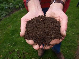 hand-man-tree-fresh-soil-mushroom-compost