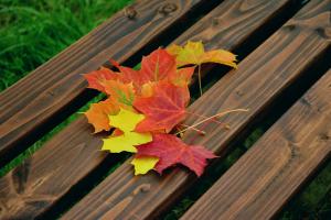 tree-branch-plant-wood-leaf-flower-fall-autumn