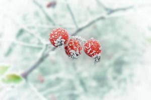 branch-snow-winter-plant-leaf-flower-frost