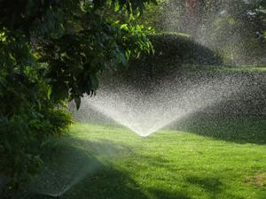 tree-nature-forest-grass-sprinkler-lawn-irrigation