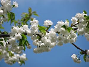 tree-nature-branch-blossom-plant-white