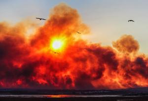 smoke-fires-sky-atmosphere-bird-cloud