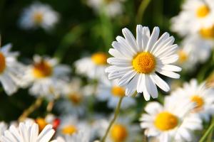 blossom-plant-white-field-meadow-flower