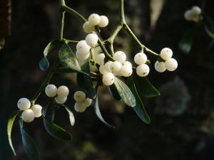 tree-nature-branch-blossom-plant-fruit-mistletoe