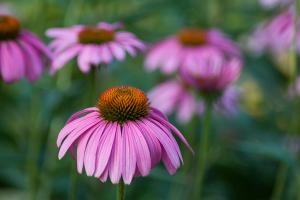 nature-plant-meadow-flower-petal-coneflower