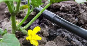 Drip-Irrigation