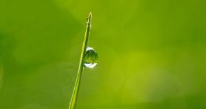 water-nature-grass-branch-drop-dew