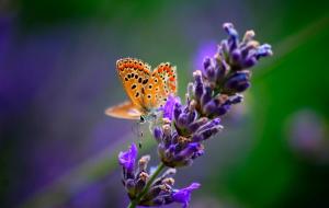 flower-plant-pollinator-butterfly-insect-arthropod