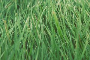 grass-plant-field-lawn-meadow-prairie