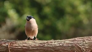 nature-branch-bird-female-wildlife-beak
