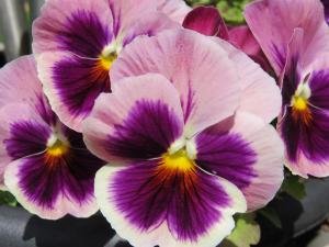 blossom-plant-flower-purple-petal-bloom-pansie