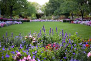 tree-nature-grass-outdoor-blossom-plant-landscape