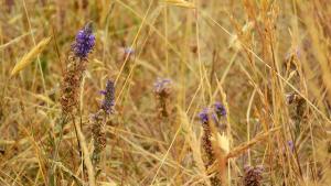 grass-plant-field-meadow-prairie-flower