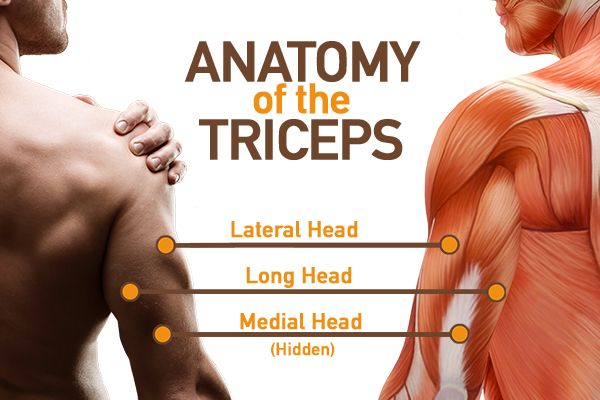three heads of triceps | horseshoe triceps